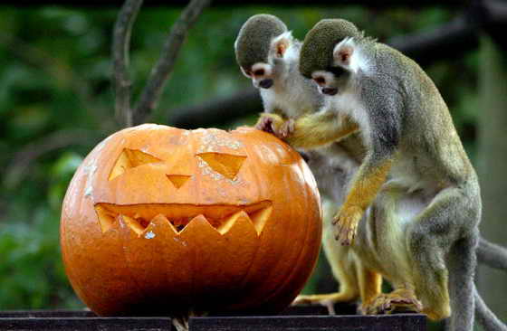 В Бристольском зоопарке беличьи обезьяны (саймири) получили угощение в виде тыквы на Хэллоуин (Halloween)