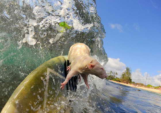 Кларку Литтлу удалось сфотографировать на Гаваях даже Тофу, крысу-серфингиста