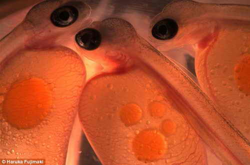 Фото желеобразного эмбриона атлантического лосося