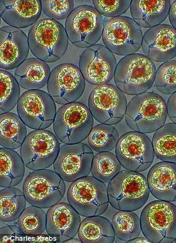 Пресноводные водоросли, сфотографированные с 100-кратным увеличением
