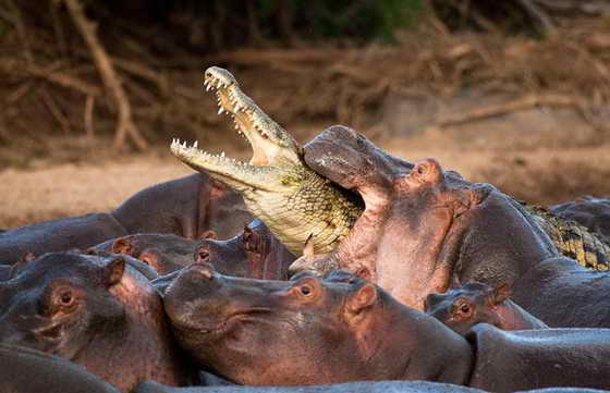 крокодил и бегемоты