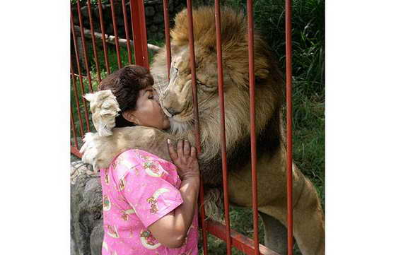 поцелуй льва