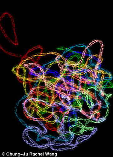 Ядро растительной клетки, представляющее собой сложную структуру белка, похожую на петлии которая образовывается между парными хромосомами при делении клеток, необходимого для репродукции