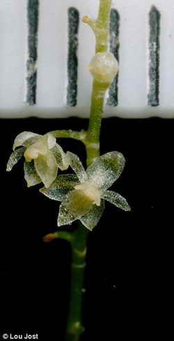 Самая маленькая орхидея