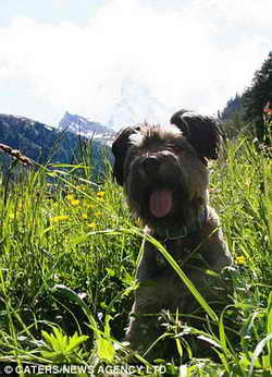 Слышите эхо? Собака Оскар в Швейцарских горах