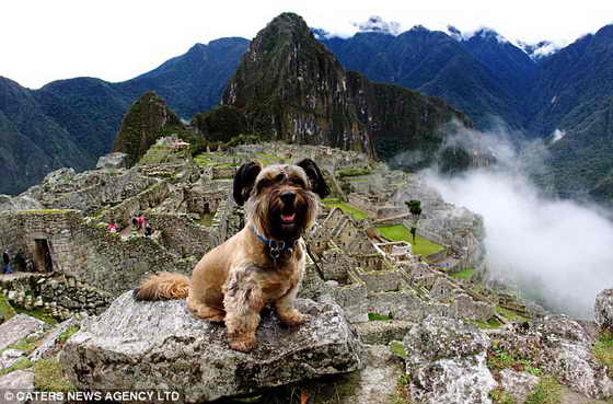 Я приехал на край земли: Собака Оскар возле известного Мачу-Пикчу в Перу. За шесть месяцев пес посетил 29 стран на пяти континентах