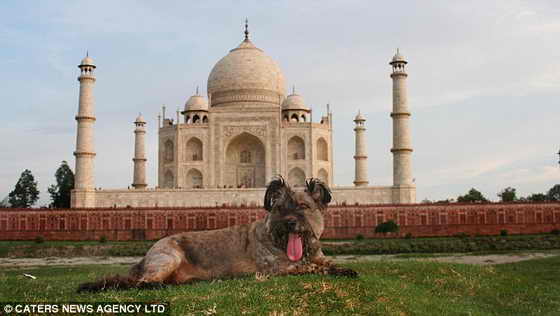 Чудо собака лежит возле Тадж-Махала в Дели