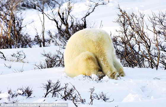 С головой ушел в снег: Медвежонок резвиться в снеге как ребенок