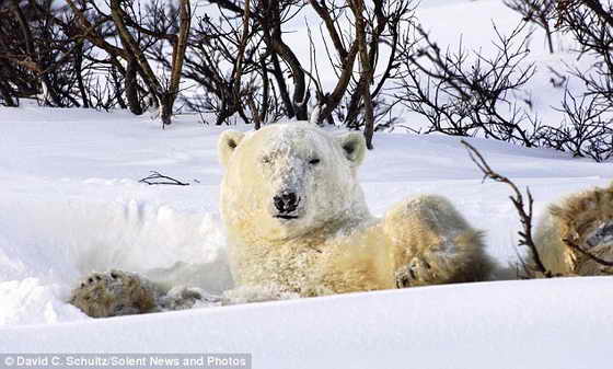 Перевернувшись в снегу, медвежонок продемонстрировал свою заснеженную мордашку фотографу