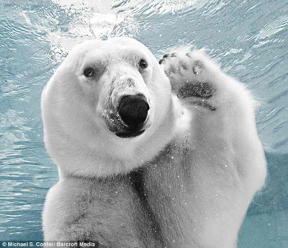Как поживаете? Белый медведь Колдилокс (Coldilocks) машет в камеру во время ныряний под воду в родном зоопарке Филадельфии