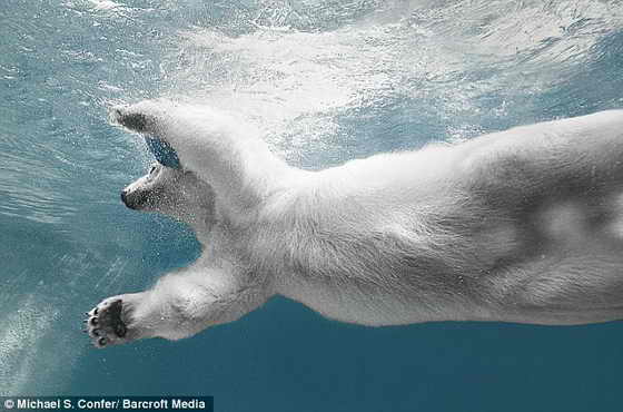 Сама грациозность: 29-летняя белая медведица отталкивается от бассейне с грацией олимпийского пловца
