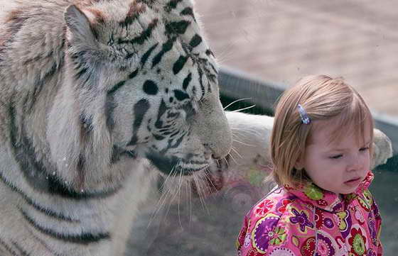 тигр и девочка