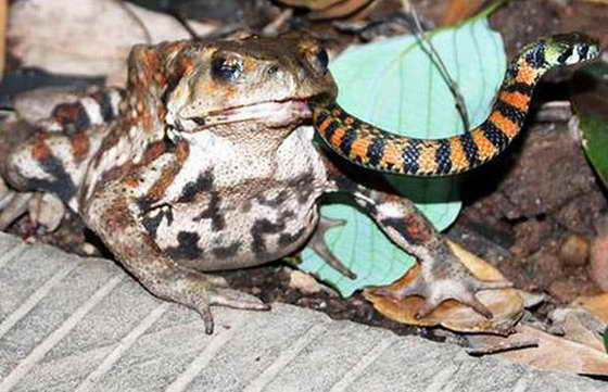 жаба и змея