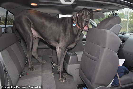 Самая большая собака в мире дог Джордж