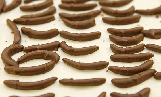 личинки в шоколаде