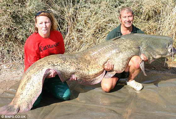 Огромная рыба сом из реки Эбро