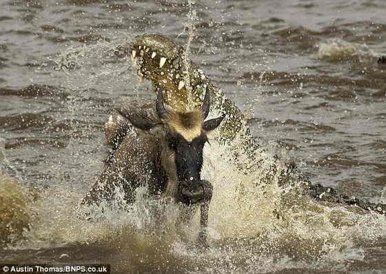 Нападение: антилопа гну и крокодил