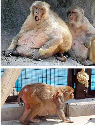 ожиревшая обезьяна
