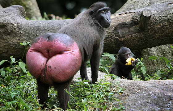 обезьяна показывает задницу
