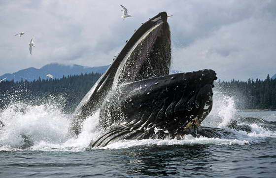 открытый рот кита