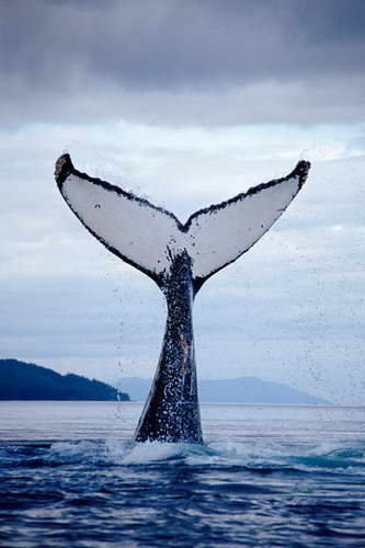 хвост кита