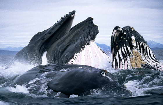 кормление китов