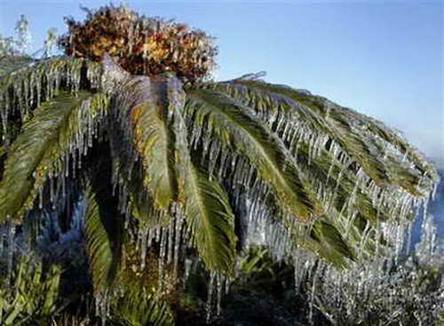 Замерзшие пальмы во Флориде, США