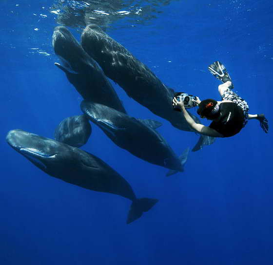 фото китов