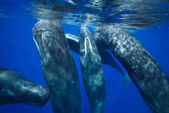 киты кашалоты