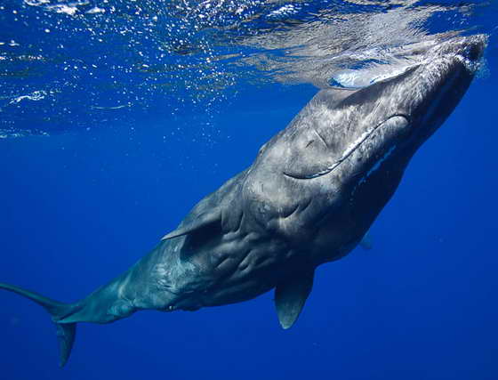 гигантский кит