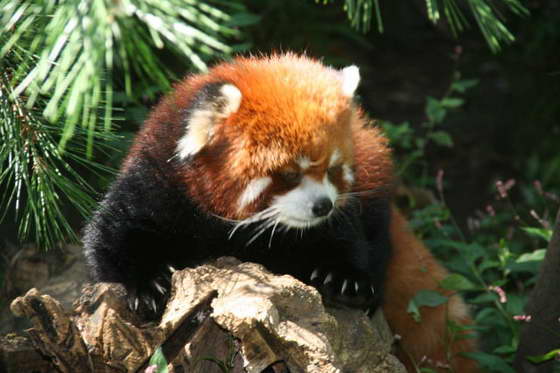 экзотическая красная панда