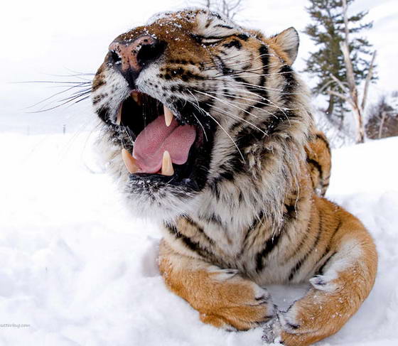 Тигр Самая большая кошка