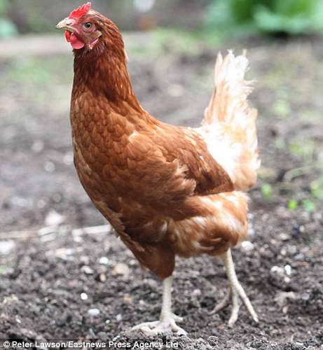 Курица-героиня Гарриет снесла рекордное яйцо