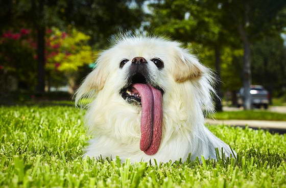 собака с самым длинным языком