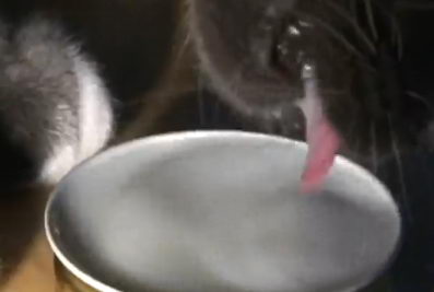 Кошка пьет молоко