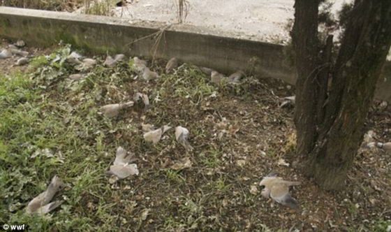 Мертвые голуби в городе Фаенца