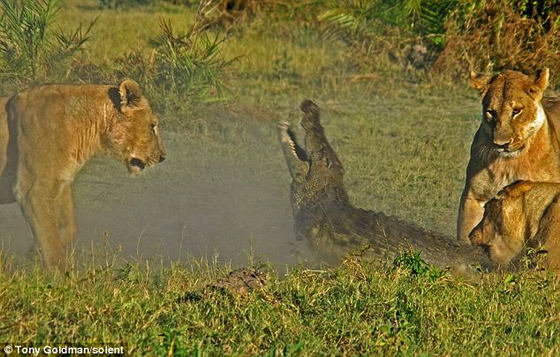 Львица кусает крокодила