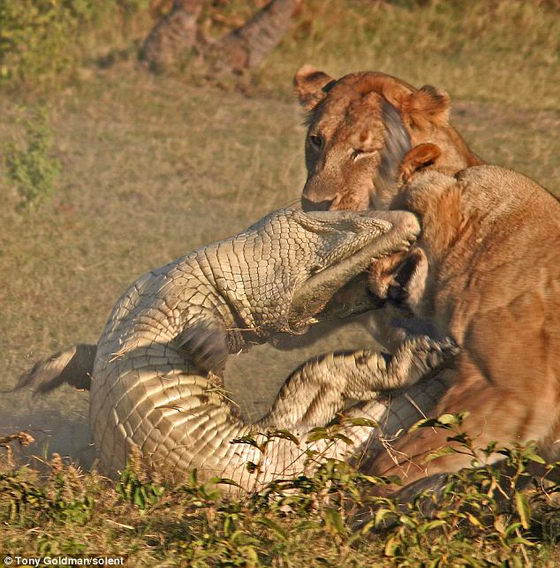 Крокодил кусает львицу
