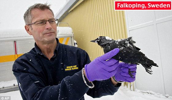 Мертвые птицы в Falkoping, Швеция
