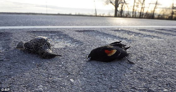 Мертвые птицы в Луизиане