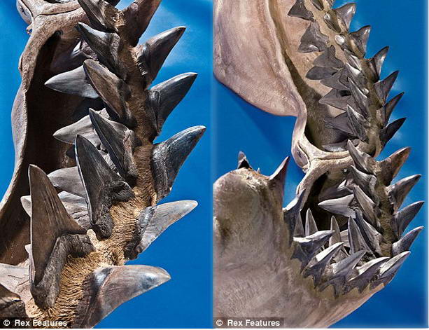 челюсти доисторической акулы Мегалодон
