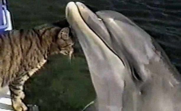 кошка и дельфин