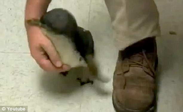 Любящий щекотку пингвин