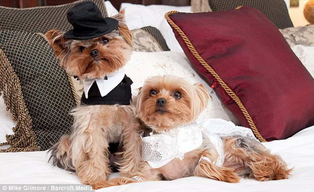 свадьба собак