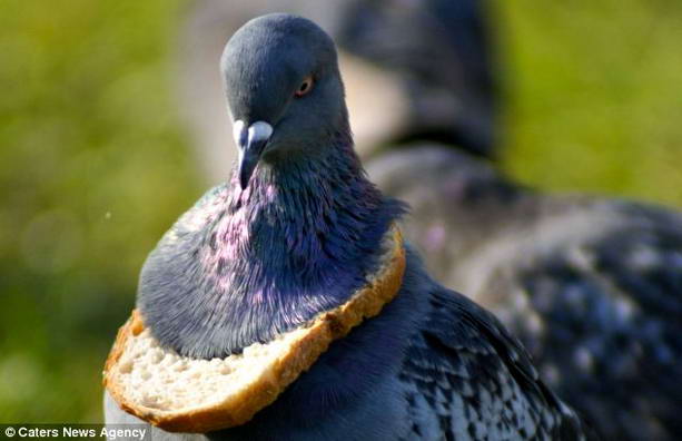 смешной голубь с хлебом вокруг шеи