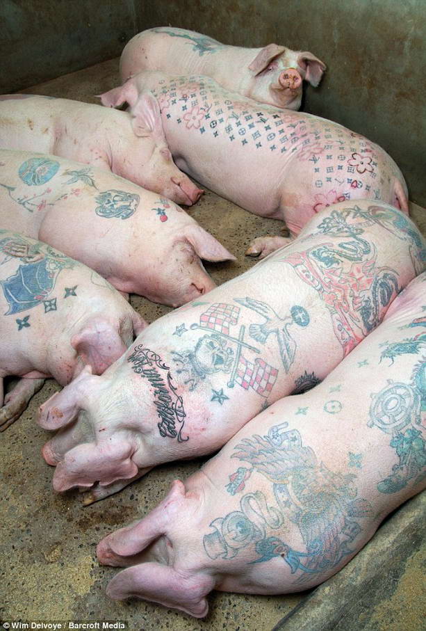 свиньи в татуировках