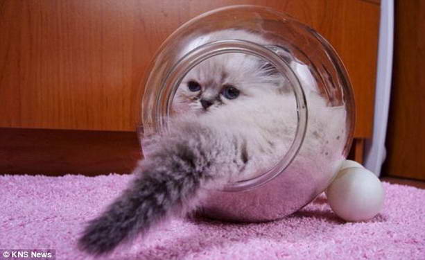 кошка в стеклянной банке