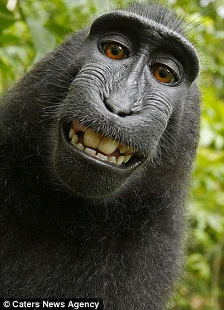 улыбающаяся обезьяна