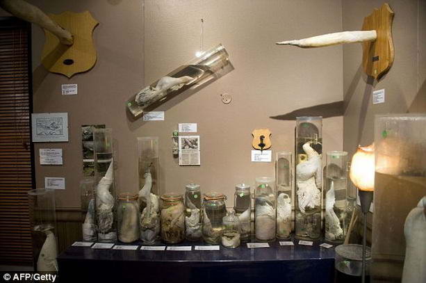 Самый большой музей пенисов