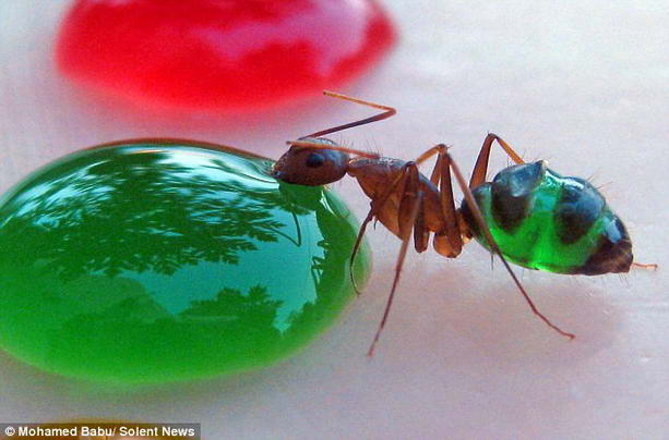 необычные муравьи